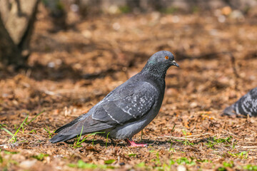 Adult, blue pigeon in the park on the grass close-up on a sunny day. A pigeon on the grass in the park on a spring day. Animals and birds in an urban environment. Nature.
