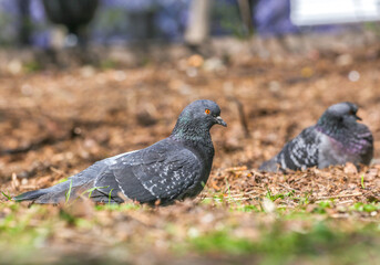 Pigeons in the park sit on the ground on a spring day. A couple of pigeons in the park. Pigeons on the ground in the park blurred background.