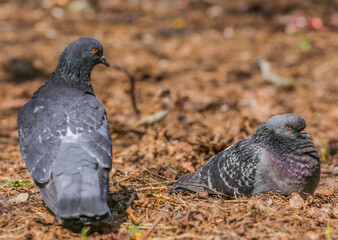 Pigeons in the park sit on the ground on a spring day. A couple of pigeons in the park. Pigeons on the ground in the park blurred background.