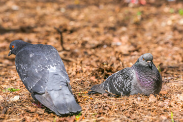 Pigeons in the park sit on the ground on a spring day. A couple of pigeons in the park. Pigeons on the ground in the park blurred background.