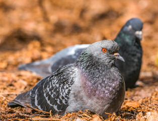 Pigeons in the park sit on the ground on a spring day. A couple of pigeons in the park. Pigeons on the ground in the park blurred background.