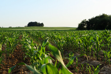 Fototapeta premium Beautiful agricultural field with green corn plants on sunny day