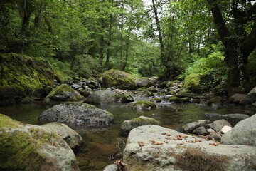 Naklejka na ściany i meble Picturesque view of mountain river, stones and green plants in forest