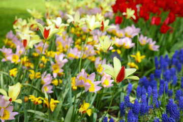 Fototapeta na wymiar Many different beautiful tulip and muscari flowers, closeup. Spring season