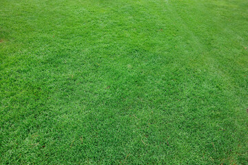 Beautiful freshly cut green lawn as background