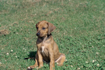 Rhodesian Ridgeback puppy sitting outside in grass