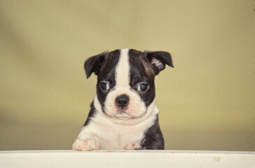 Boston Terrier puppy face sitting up ledge