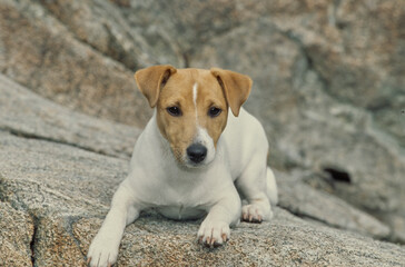 Jack Russel Terrier on rocks