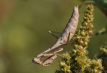 A Large Brown Mantis (Archimantis latistyla)