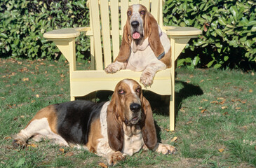 Two Basset Hounds sitting by yellow Adirondack chair outside in front of bushes