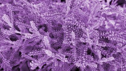 Obraz premium Lilac background from the plant santolina silver
