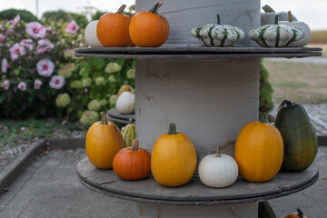 Farbenfrohe Kürbisse 
