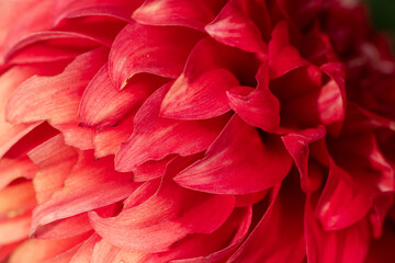 Nice autumn purple blue flowers aster close up at day light, gardening and nature