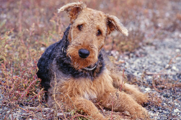 Airedale Terrier laying down in gravel area