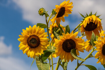 Nice color sunflowers on blue sky with clouds background at sunny day, nature and gardening