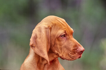 Closeup of young Vizsla