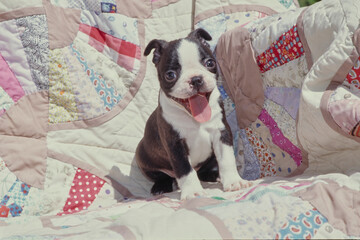 Boston Terrier puppy on chair