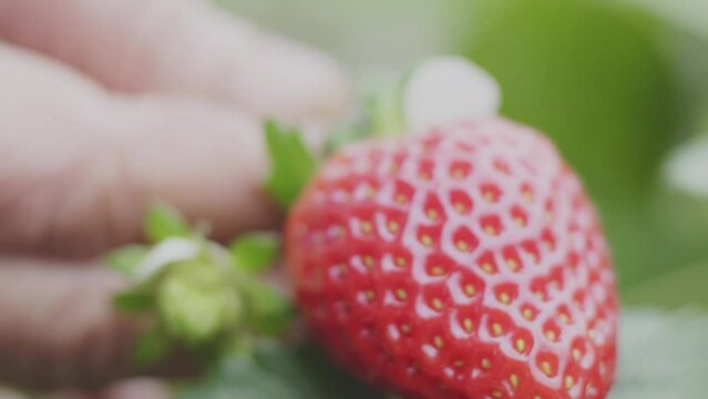 Morango fruta - moranguinho