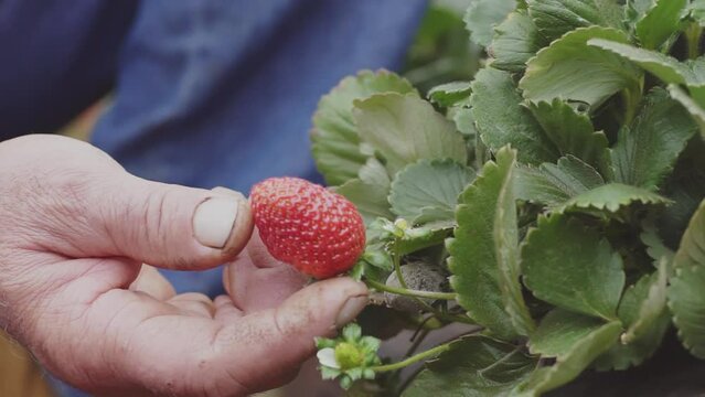Morango fruta - moranguinho