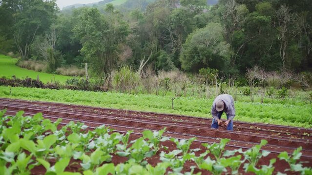 Morango planta&ccedil;&atilde;o