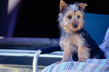 Silky Terrier puppy sitting on camping chair