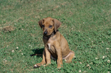 Obraz premium Rhodesian Ridgeback puppy sitting outside in grass