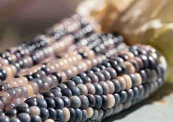 Zea Mays gem glass cobs of corn , also known as calico, flint or fiesta corn, with brightly coloured kernels. Grown in an urban garden in London UK.