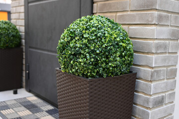 Close up of artificial boxwood ball in the street
