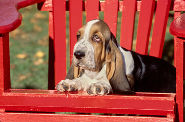 Basset Hound sitting on red Adirondack chair outside