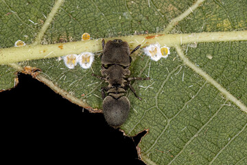 Adult Turtle Ant
