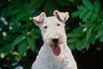 Face of White Wire Fox Terrier in front of green leaves