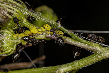 Adult Female Cocktail Ants with small aphids insects