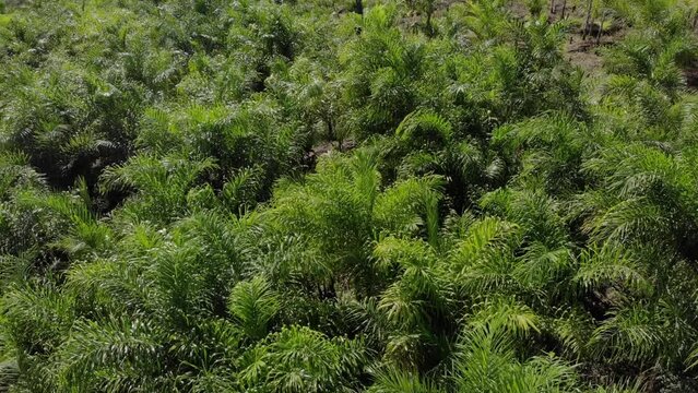 Planta&ccedil;&atilde;o de palmito ou pupunha, palmeiras