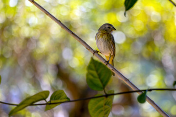 A female of Saffron Finch also known as Canario or Chirigue Azafranado is a yellow bird typical of Brazil. Species Sicalis flaveola. Birdwatcher.  Bird lover. Birding. Yellow bird.