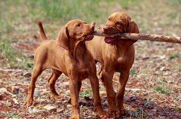 Two Vizsla puppies playing with stick