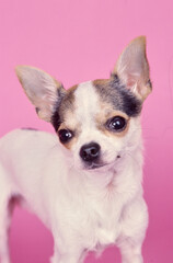 Chihuahua on pink background