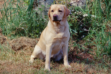 Yellow Lab sitting in bush