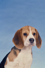 Beagle puppy face in front of light blue background