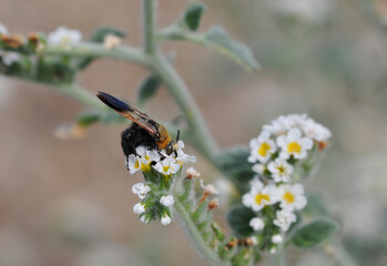 An oriental wasp is feeding on white flower