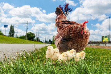 Rural yard. Hen and chickens in a grass in a farm. Free range chickens in a rural yard