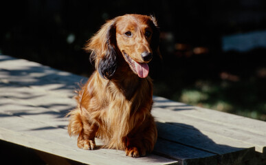Dachshund on table