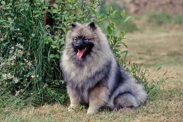 Keeshond sitting in front of bush