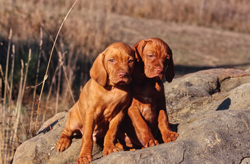 Two Vizsla puppies sitting on large stone outside near end of day