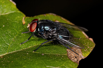 Adult Blow Fly