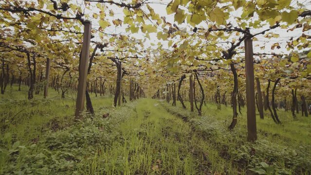 Pomar de uva parreiral