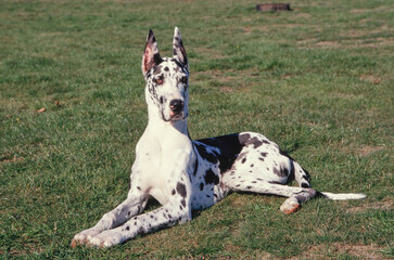 Great Dane with cropped ears laying in grass field
