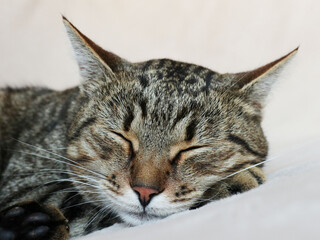 Portrait of sleeping cat at home a love animals collection