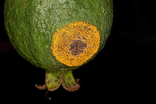 Yellow Fungus Spreading