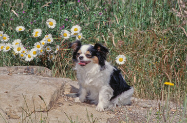 Naklejka na ściany i meble Chihuahua on a rock in front of flower bush