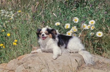 Obraz premium Chihuahua on rock in front of flower bush with tongue out